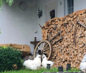 Cozy and quite apartment near Black Forest